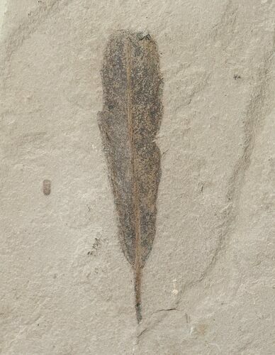 Fossil Populus Leaf - Green River Formation #16288